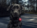 Фонарь для собак Orbiloc Dog Dual Signal Colours, синий в Иркутске